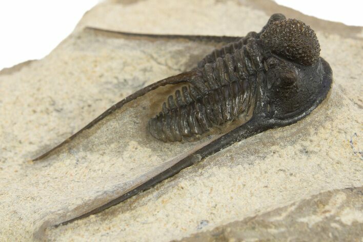 Long-Spined Cyphaspis Trilobite - Foum Zguid, Morocco #311133